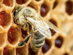 Bienen und Honig