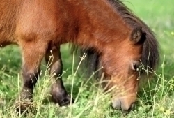 Ponyreiten (2)