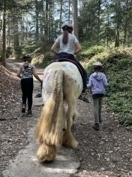Pferdeplausch 2