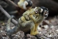 Tierpark Dählhölzli Bern