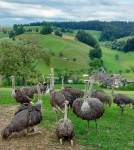 Straussenhof