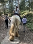 Pferdeplausch 1